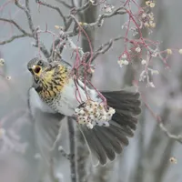 پیدا شده
