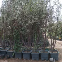 نهال درخت انگور مو سنجد درگلدان گلدانی جعبه‌ای سیب|خدمات باغبانی و درختکاری|تهران, باغ خزانه|دیوار