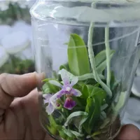 کشت tissue culture، کشتبافت|گل و گیاه طبیعی|تهران, سرو آزاد|دیوار