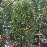 گل رز هلندی ، گل شمشاد و...|خدمات باغبانی و درختکاری|فردیس, |دیوار