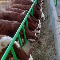 فروشنده بهترین ومرغوب ترین گوساله مدیریت حاج وحید