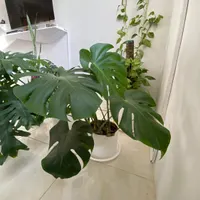 مونسترا و پتوس و برگ انجیری و..|گل و گیاه طبیعی|صدرا-فارس, |دیوار