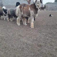 بره قوچی