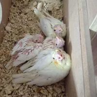 عروس هلندی سرلاکی و جفتی|پرنده|اصفهان, فردوان|دیوار