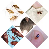 سمپاشی ساس،سم پاشی سوسک کابینت،رشمیز،مورچه و،بوشهر