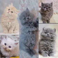 گربه پرشین اسکاتیش
