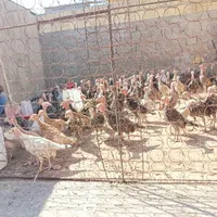 جوجه بوقلمونه برنز و بربون|حیوانات مزرعه|میانه, |دیوار