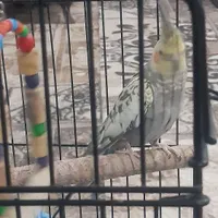 عروس هلندی نر