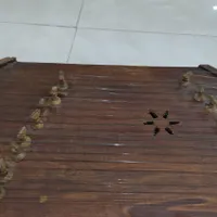 سنتور