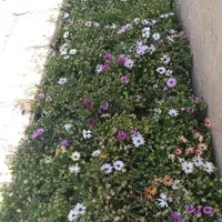 فضای سبز و باغبانی|گل و گیاه طبیعی|اصفهان, باتون|دیوار