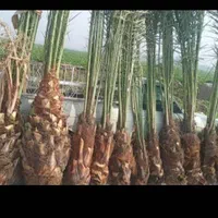 پاجوش نهال مجول خرما