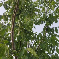 فروش باغ بین سیدان وفاروق .روستای اب انار|فروش خانه و ویلا|مرودشت, تخت جمشید|دیوار