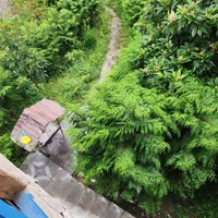 اجاره کلبه جنگلی ویلا سوئیت در دوهزار|اجارهٔ کوتاه‌مدت ویلا و باغ|تنکابن, |دیوار