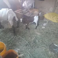 بز پاکستانی شیرا با کره نر نوق اسماعیل اباد|حیوانات مزرعه|رفسنجان, |دیوار
