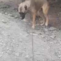 سگ ماده