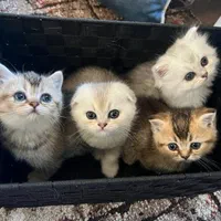 گربه اسکاتیش/بریتیش/چینچیلا