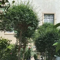 گیاه مورت ، مورد|گل مصنوعی|تهران, تهرانسر شرقی|دیوار