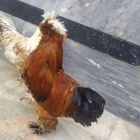 خروس سلطان رنگ بی نظیر رنگ قهوه‌ای موجوده|حیوانات مزرعه|شیراز, پارک کوهستانی بوستان|دیوار