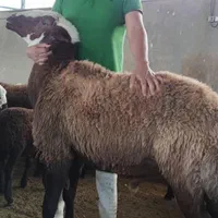 خریدگوسفند زنده حضوری و سفارش تهران بزرگ|حیوانات مزرعه|تهران, تهرانسر شرقی|دیوار