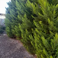 اجاره ویلا باغ استخردار ابگرم (میدان اصلی لاهیجان)|اجارهٔ کوتاه‌مدت ویلا و باغ|لاهیجان, طالقانی|دیوار