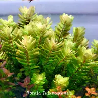 گیاه روتالا تولونادنسیس Rotala Tulunadensis|ماهی|تهران, یوسف‌آباد|دیوار