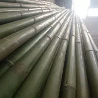 فروش چوب بامبو ۳ و ۴و ۵ متری قطر ۲و ۳ سانت|گل و گیاه طبیعی|اسلامشهر, ده عباس|دیوار
