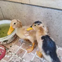 اردک خانگی|پرنده|اصفهان, عسگریه|دیوار