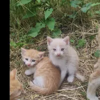 واگذاری رایگان۳ عدد بچه گربه همراه ۲ مادر|گربه|کوچصفهان, |دیوار