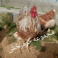 مولد ایام سمانی اندونزی یک خروس چهار مرغ وتخم نطفه|حیوانات مزرعه|شیراز, حافظیه|دیوار