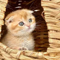 گربه ها بهترین بهترین همدم های خانگی|گربه|اصفهان, احمدآباد|دیوار