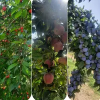 باغ نوبهار|فروش خانه و ویلا|گلبهار, |دیوار