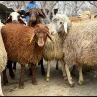 زرین دام کرج|حیوانات مزرعه|کرج, پیشاهنگی|دیوار