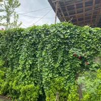 ویلادربست باتراس وحیاط زیبا،ویک سوییت ۵۰ متری|اجارهٔ کوتاه‌مدت ویلا و باغ|شفت, |دیوار