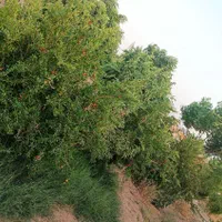 فروش فوری باغ ویلا  ابارش متراژ ۸۲۱ خیابون سالار|فروش خانه و ویلا|سبزوار, ابارش|دیوار