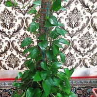 تعدادی گل وگیاه پرورش یافته در خانه، ارسال رایگان