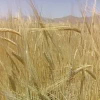 اجاره ۱۳۰ هکتار زمین کشاورزی کشت گندم و جو|اجارهٔ دفتر صنعتی، کشاورزی، تجاری|تهران, صادقیه|دیوار