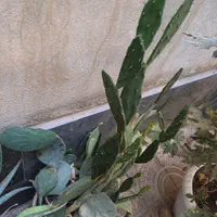 درختچه کاکتوس|گل و گیاه طبیعی|تهران, علی‌آباد|دیوار