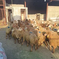 گوسفند زیرنظرشهرداری قلم شهرک یاس زنده باغستان|حیوانات مزرعه|کرج, شهرک یاس جنوبی|دیوار