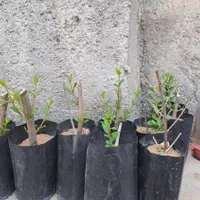 نهال و گل گیاه|گل و گیاه طبیعی|ایذه, |دیوار