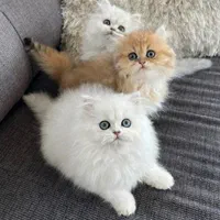حر اج گربه های خاص / انتخابی متفاوت و به یادماندنی|گربه|تهران, آسمان|دیوار