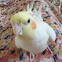 عروس هلندی گمشده