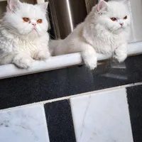 واگذاری گربه پرشین