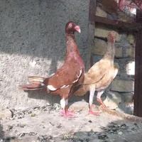 ۲ تا کبوتر کمشده یهودی
