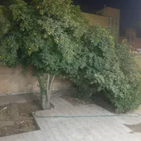 سویت منزل همکف دربست ویلایی خ کاشانی پارکینگدار|اجارهٔ کوتاه‌مدت آپارتمان و سوئیت|یزد, |دیوار