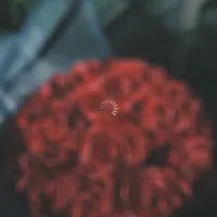 گل عروس
