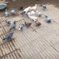 جوجه آلمانی