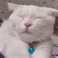 گربه اسکاتیش ۶ میلیون