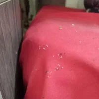 سم پاشی ساس سمپاشی کلیه حشرات موش کنه گال شپش|خدمات نظافت|تهران, بهمن یار|دیوار