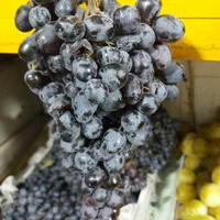 نهال انگور و انار|گل و گیاه طبیعی|اصفهان, ارداجی|دیوار