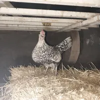 مرغ و خروس زینتی